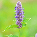 Anise Hyssop – 200 Seeds | Seeds | Wiccan Center