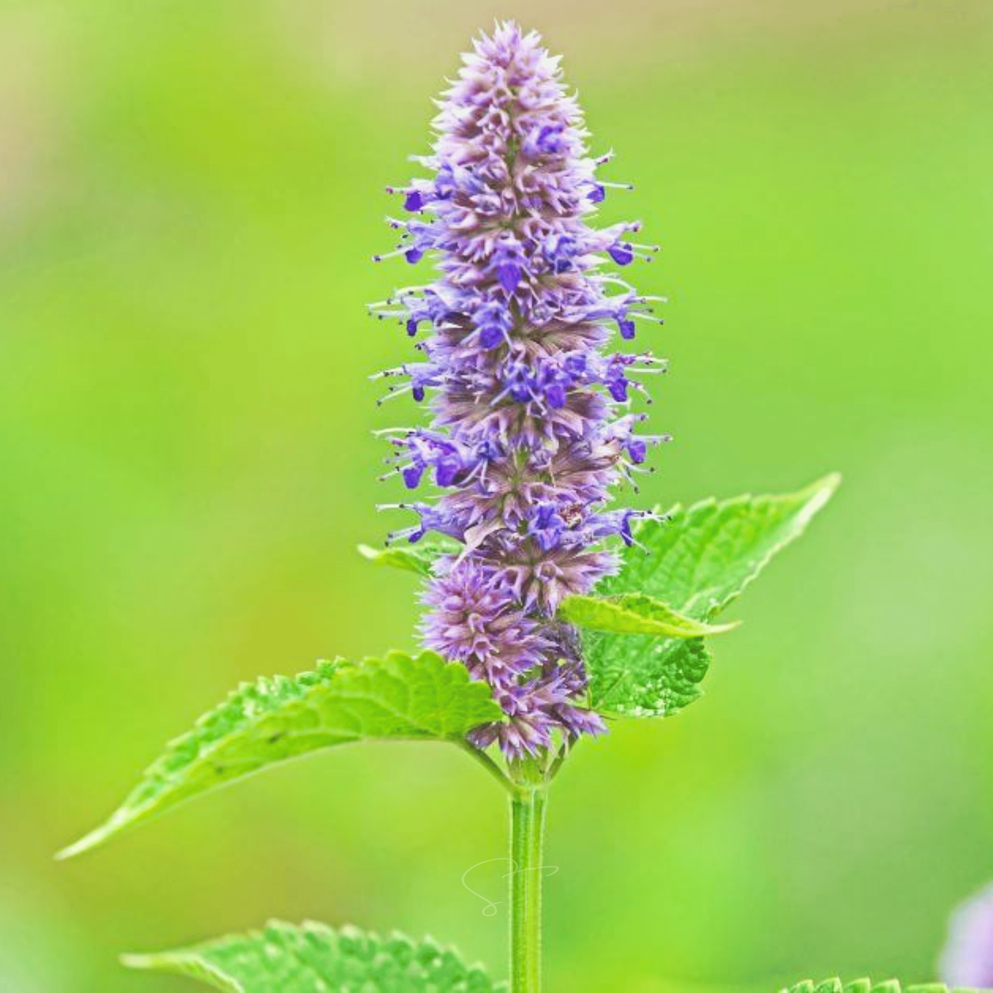 Anise Hyssop – 200 Seeds | Seeds | Wiccan Center