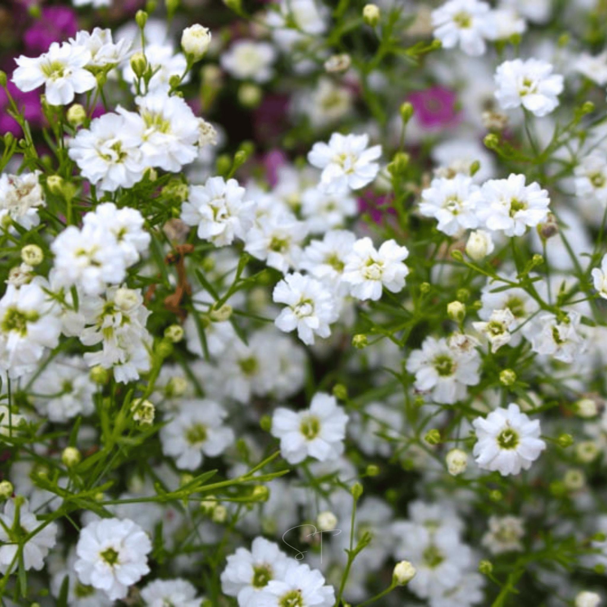 Annual Baby’s Breath (Covenant Garden) – 500 Seeds | Seeds | Wiccan Center