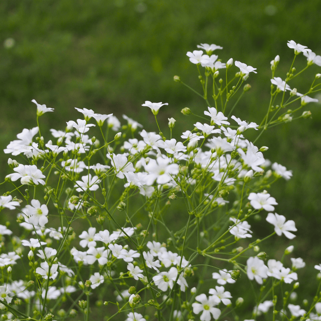 Annual Baby’s Breath (Covenant Garden) – 500 Seeds | Seeds | Wiccan Center