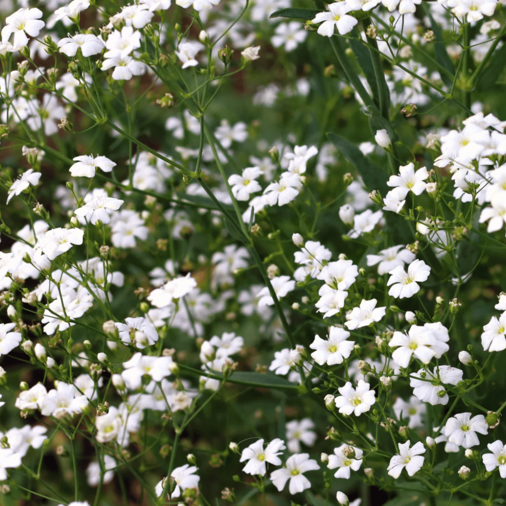 Annual Baby’s Breath (Covenant Garden) – 500 Seeds | Seeds | Wiccan Center