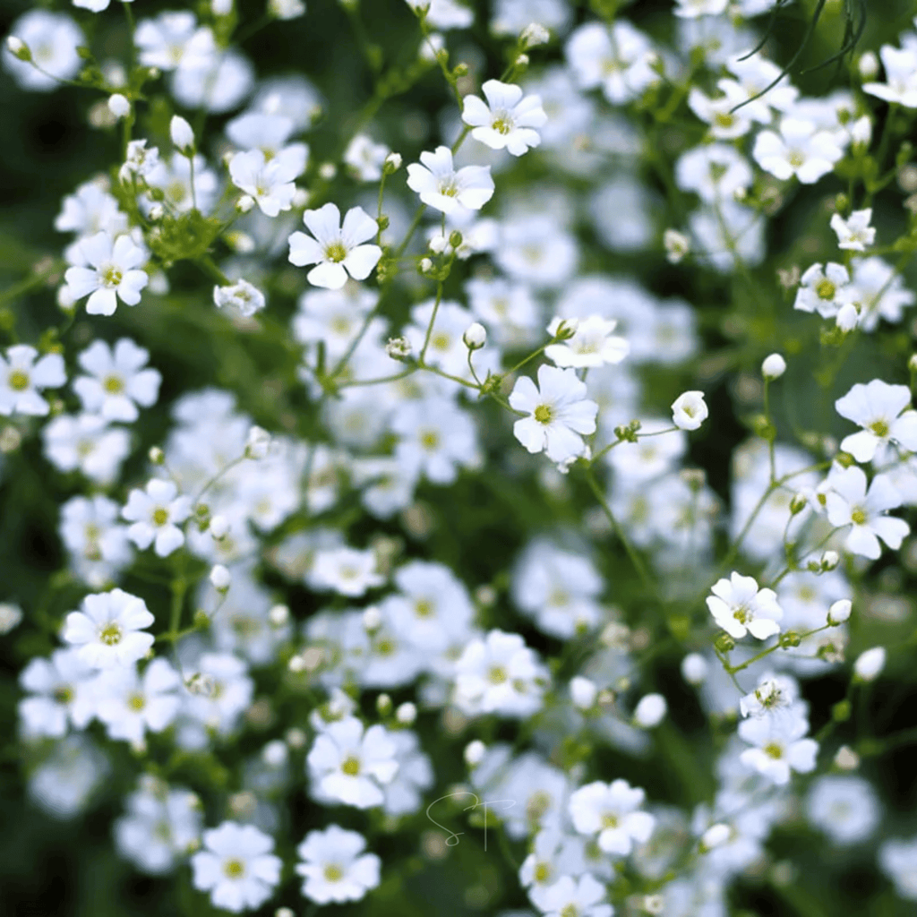 Annual Baby’s Breath (Covenant Garden) – 500 Seeds | Seeds | Wiccan Center