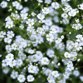 Annual Baby’s Breath (Covenant Garden) – 500 Seeds | Seeds | Wiccan Center