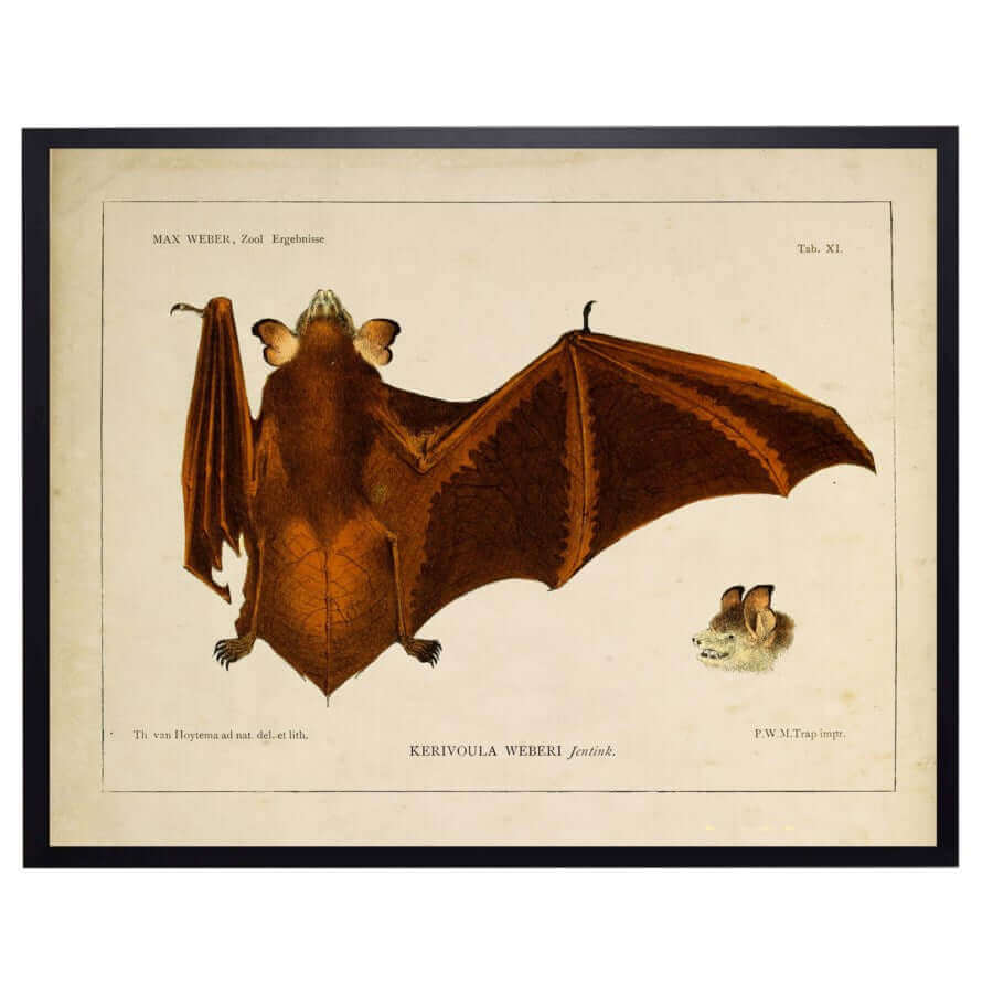 Antique Book Bat Illustration in Black Shadowbox Frame | Art | Wiccan Center