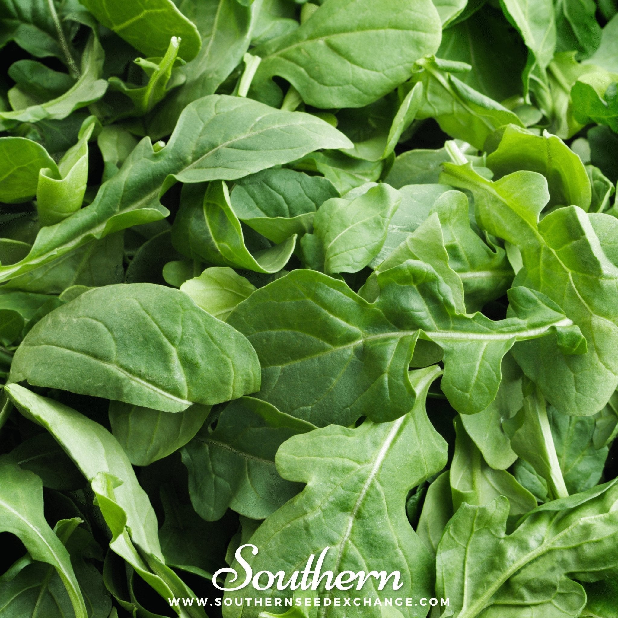 Roquette Arugula – 200 Seeds | | Wiccan Center