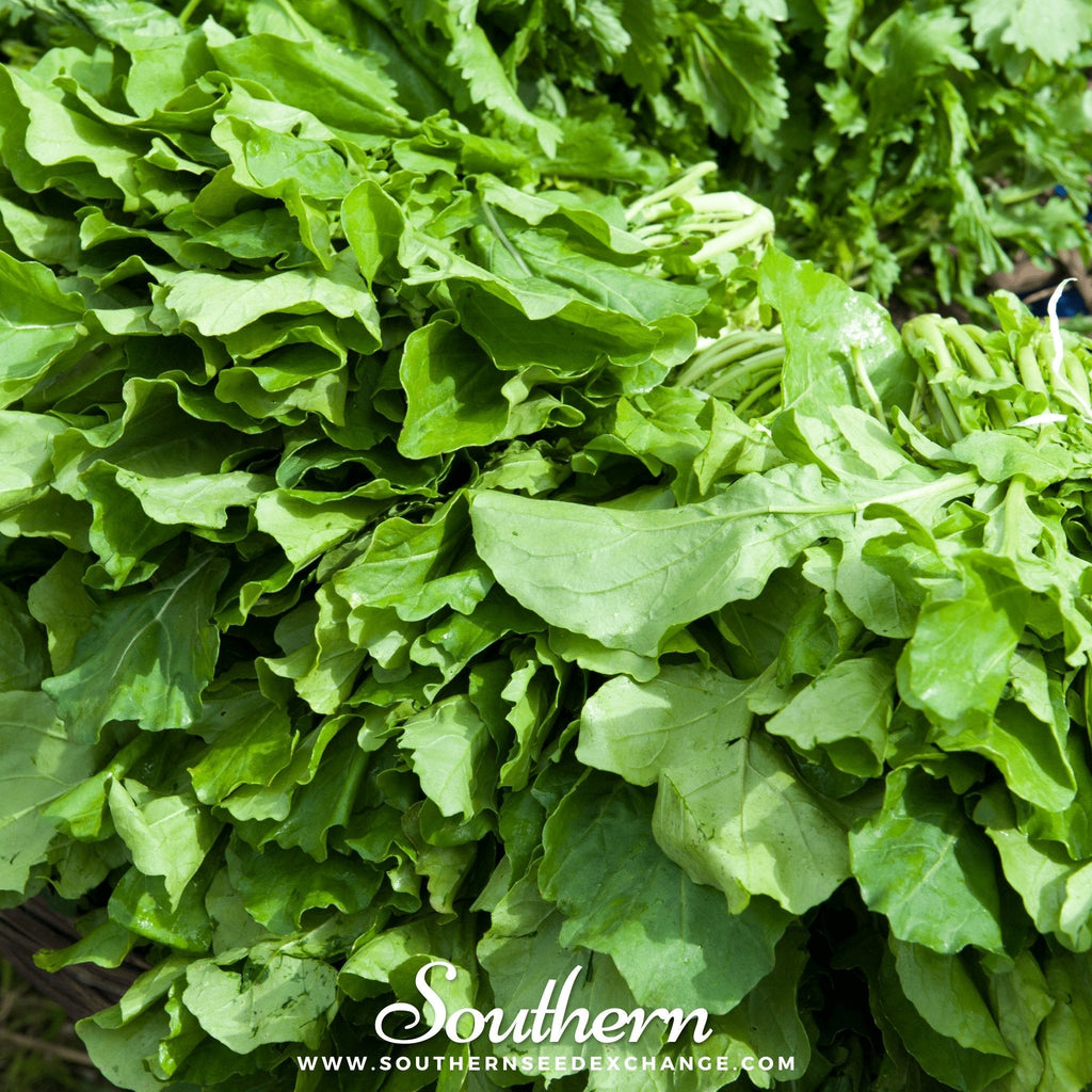 Roquette Arugula – 200 Seeds | | Wiccan Center