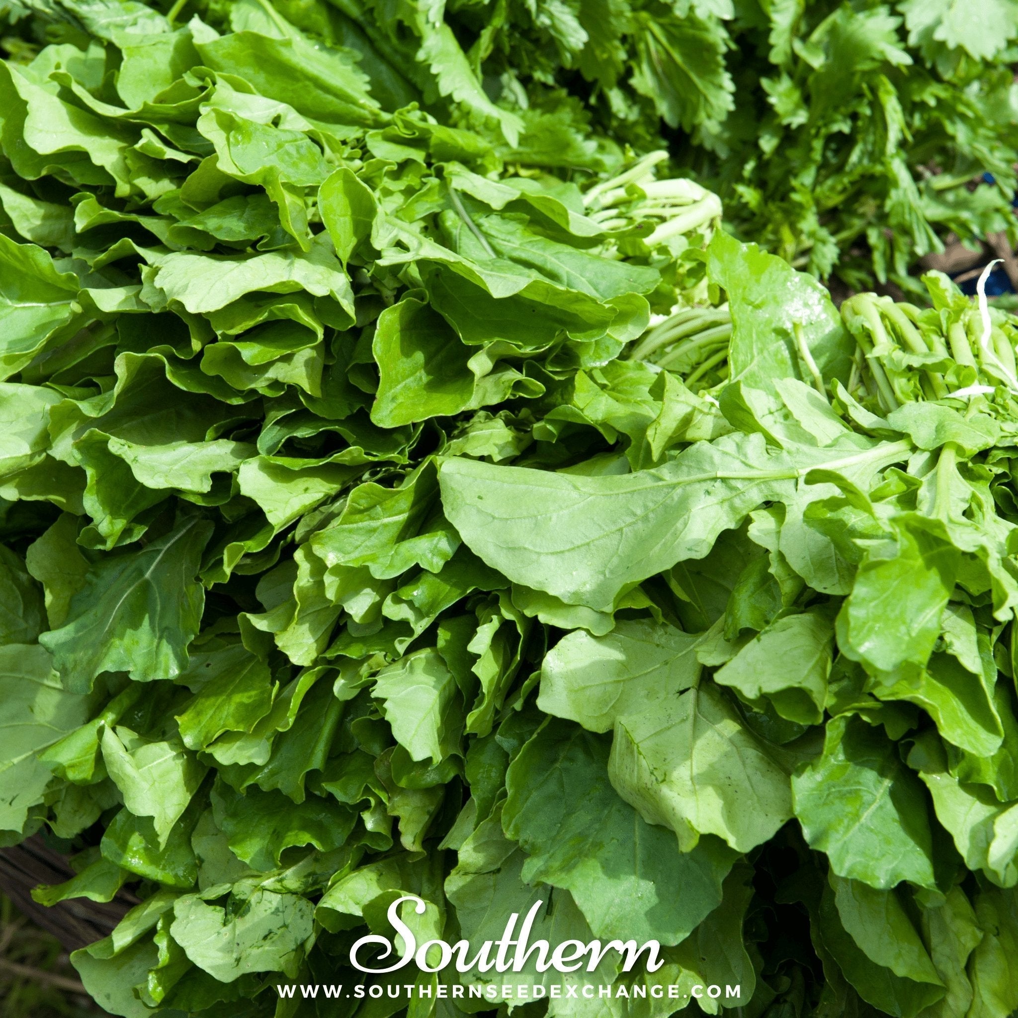Roquette Arugula – 200 Seeds | | Wiccan Center