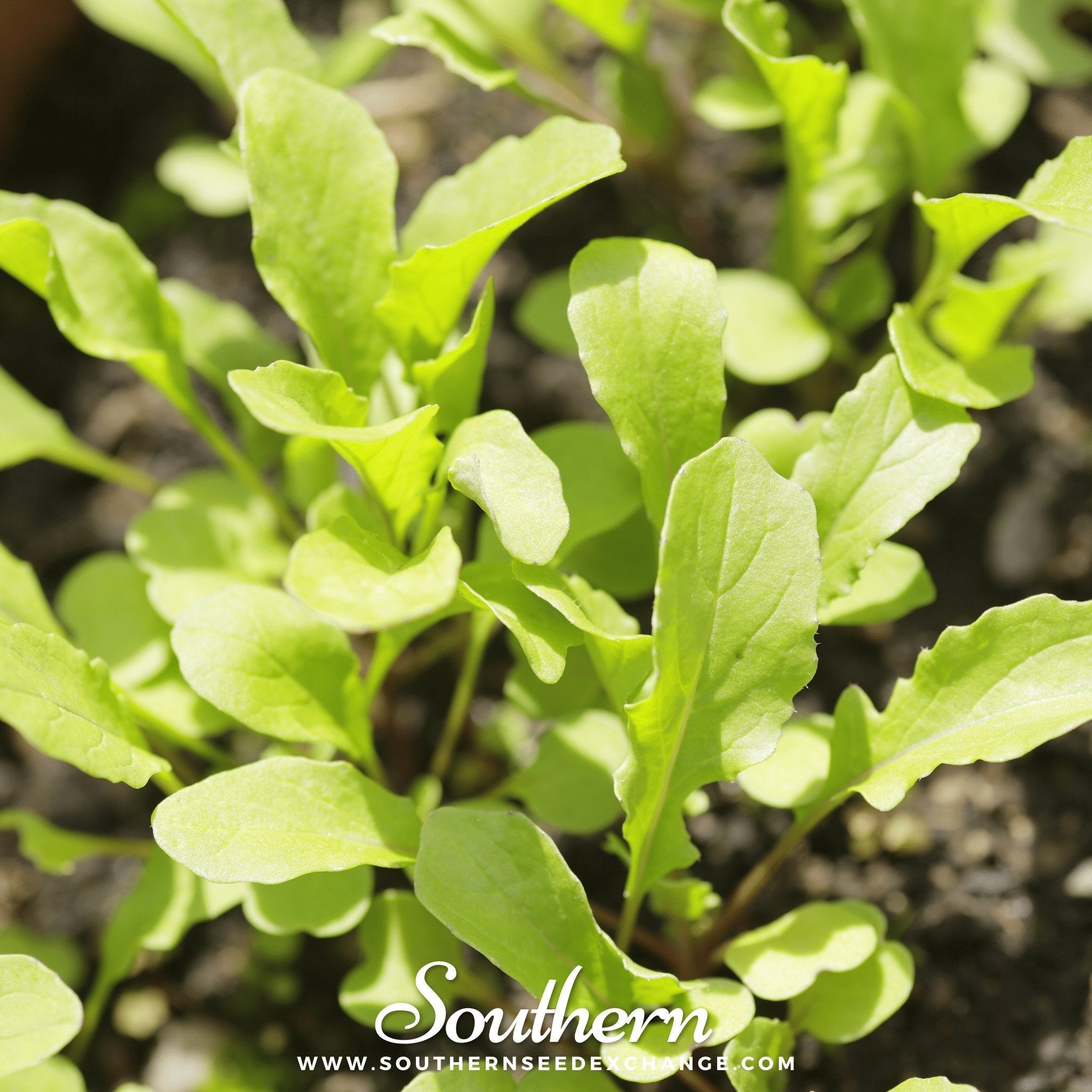 Roquette Arugula – 200 Seeds | | Wiccan Center