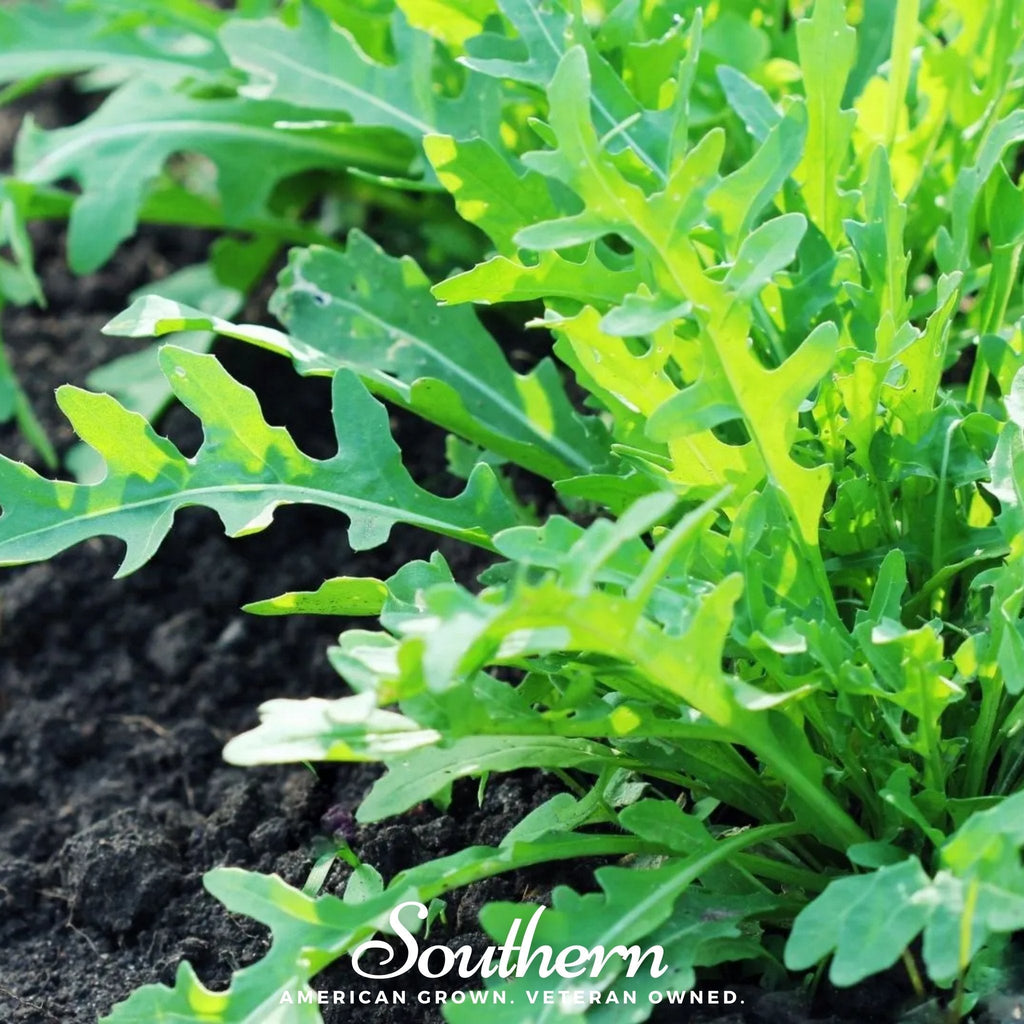 Wild Arugula – 500 Seeds | Seeds | Wiccan Center