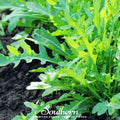 Wild Arugula – 500 Seeds | Seeds | Wiccan Center
