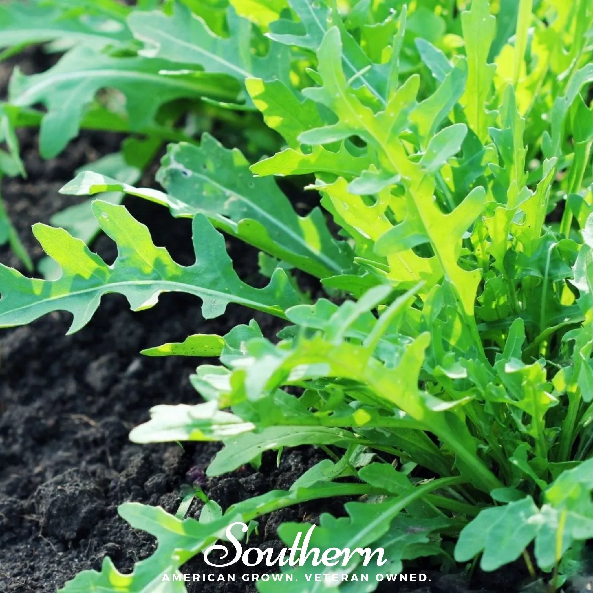 Wild Arugula – 500 Seeds | Seeds | Wiccan Center