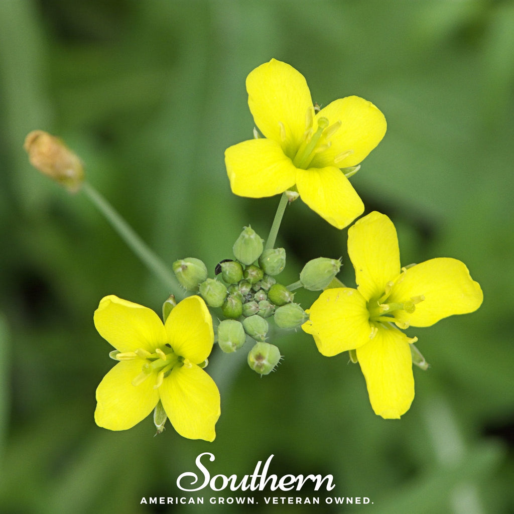 Wild Arugula – 500 Seeds | Seeds | Wiccan Center