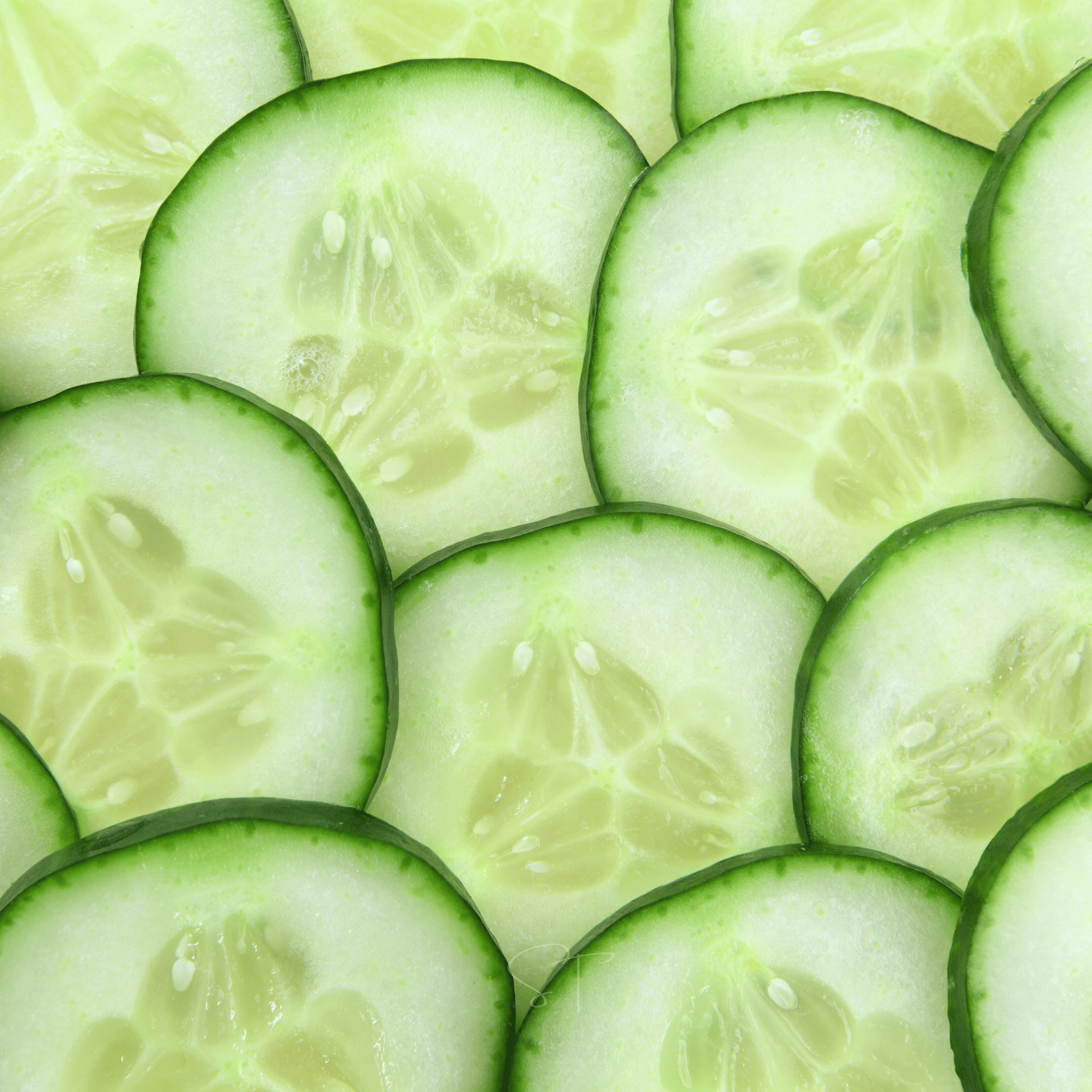 Ashley Cucumber – 30 Seeds | | Wiccan Center