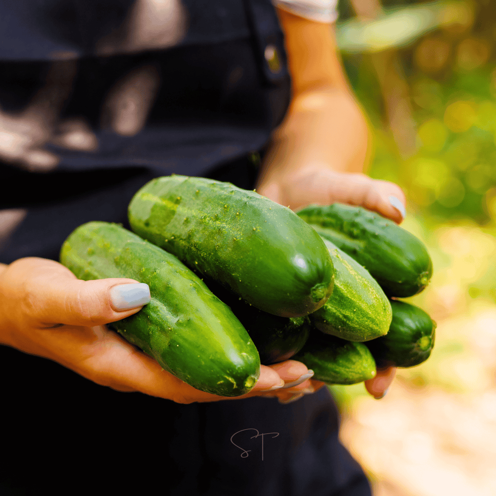 Ashley Cucumber – 30 Seeds | | Wiccan Center