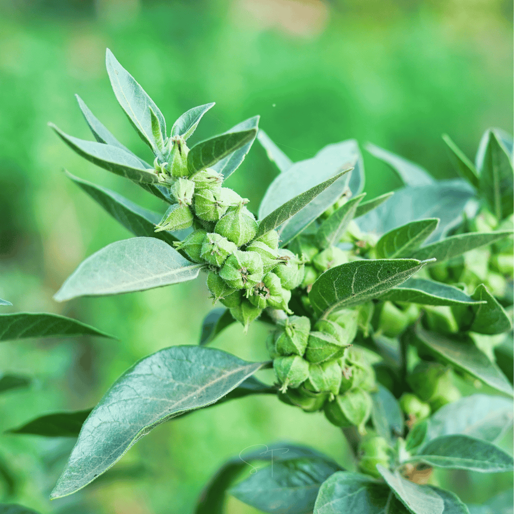 Ashwagandha (Indian Ginseng) – 30 Seeds | Seeds | Wiccan Center