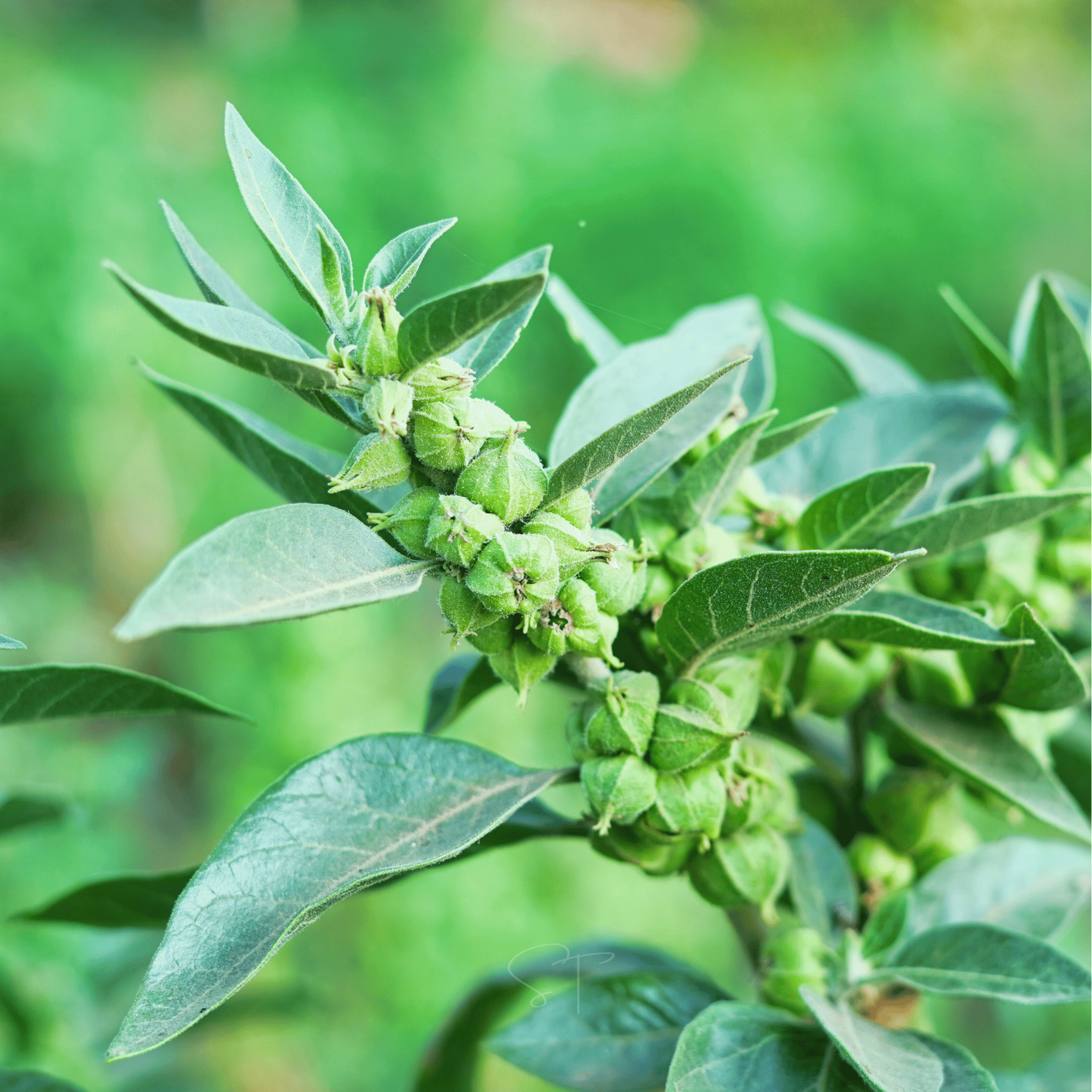 Ashwagandha (Indian Ginseng) – 30 Seeds | Seeds | Wiccan Center