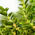 Ashwagandha (Indian Ginseng) – 30 Seeds | Seeds | Wiccan Center