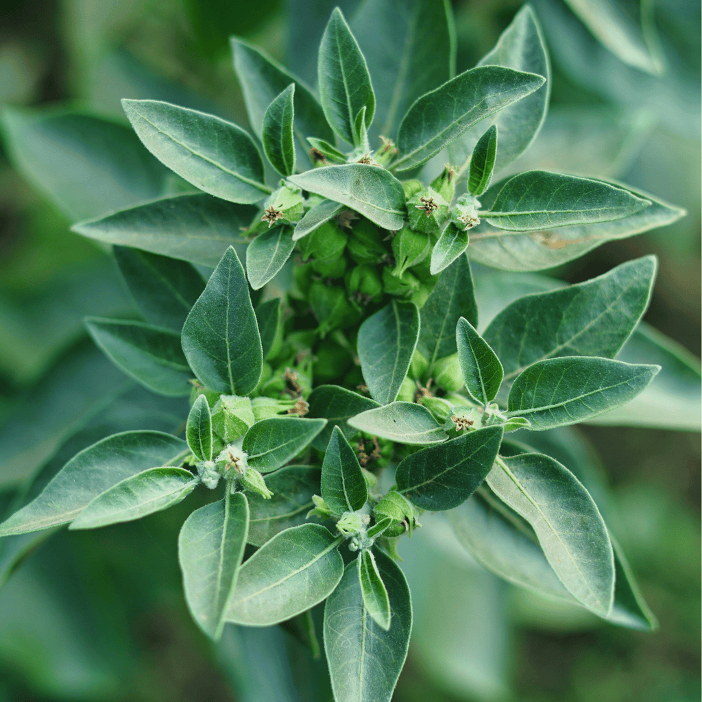 Ashwagandha (Indian Ginseng) – 30 Seeds | Seeds | Wiccan Center