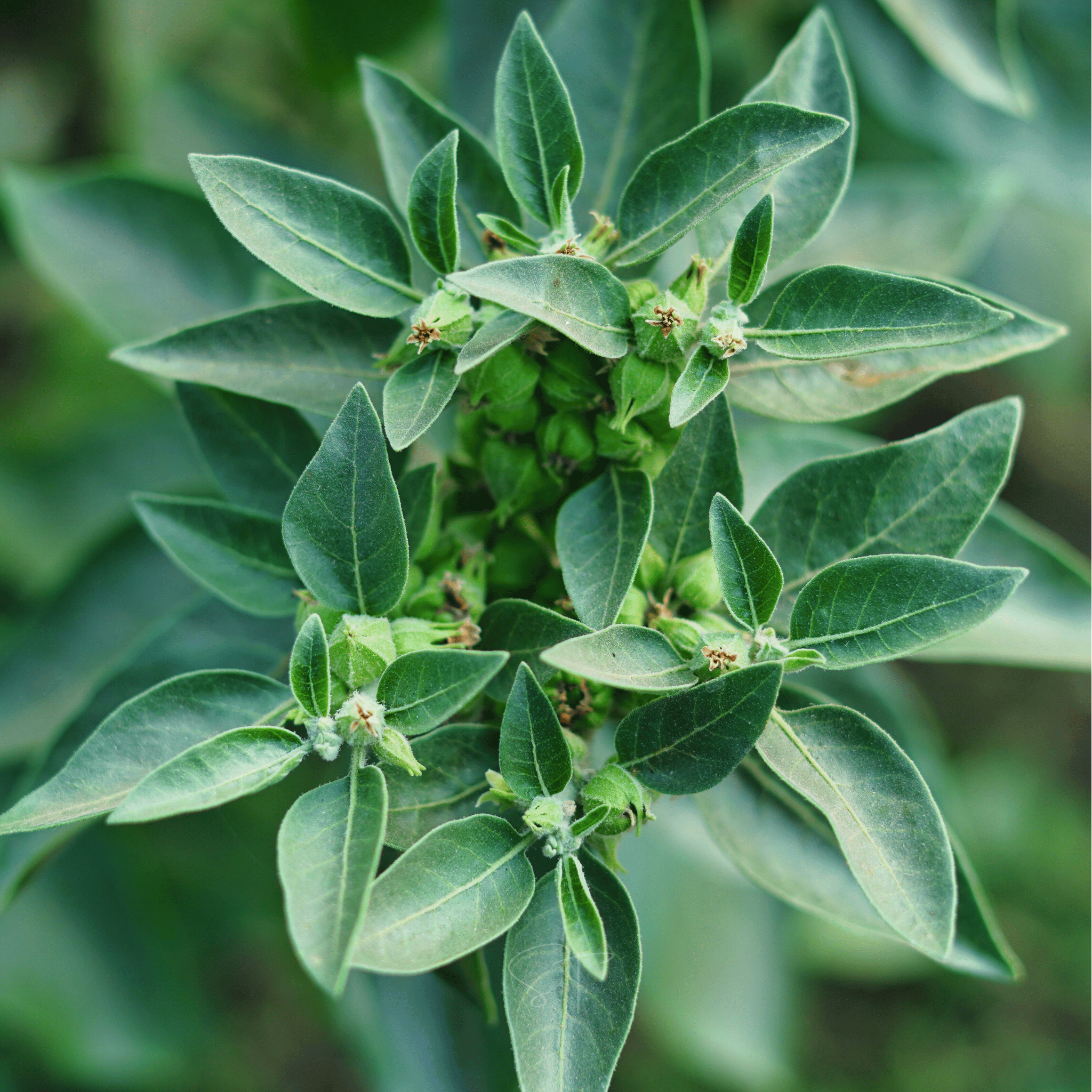 Ashwagandha (Indian Ginseng) – 30 Seeds | Seeds | Wiccan Center