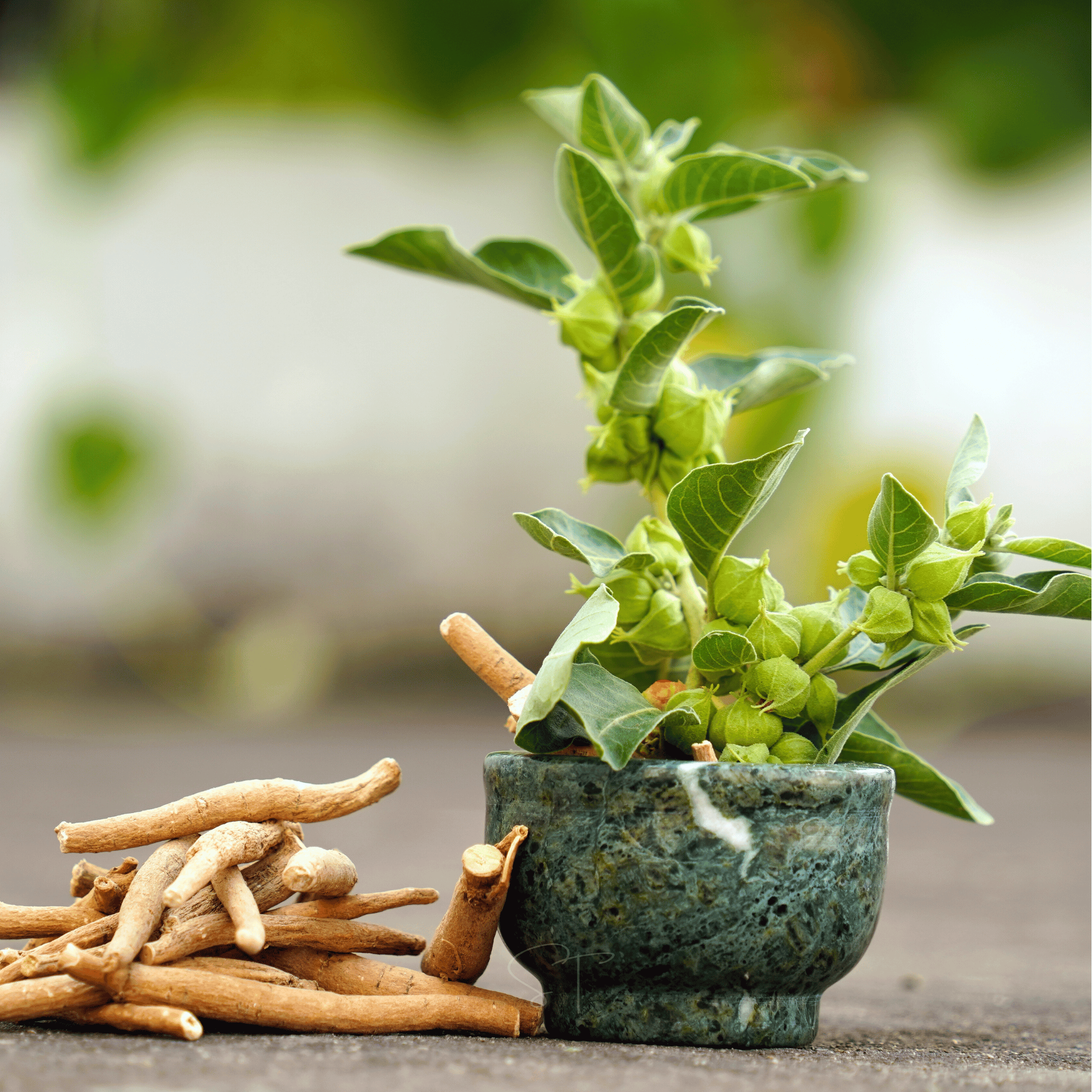 Ashwagandha (Indian Ginseng) – 30 Seeds | Seeds | Wiccan Center
