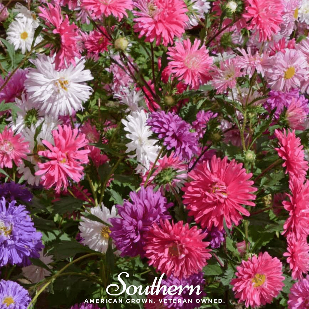 Crego Giant Aster Mix – 50 Seeds | Seeds | Wiccan Center