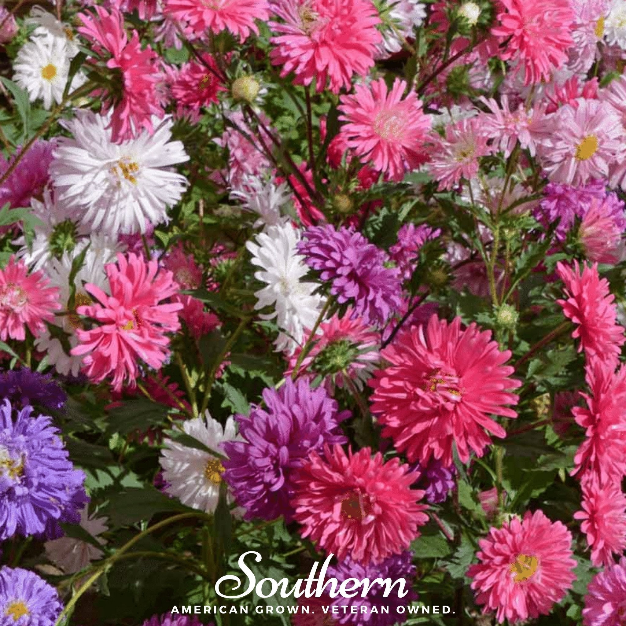 Crego Giant Aster Mix – 50 Seeds | Seeds | Wiccan Center