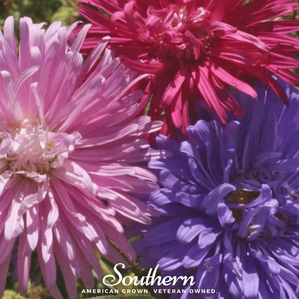 Crego Giant Aster Mix – 50 Seeds | Seeds | Wiccan Center