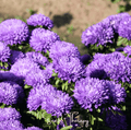 Lavender Gremlin Aster – 50 Seeds | Seeds | Wiccan Center