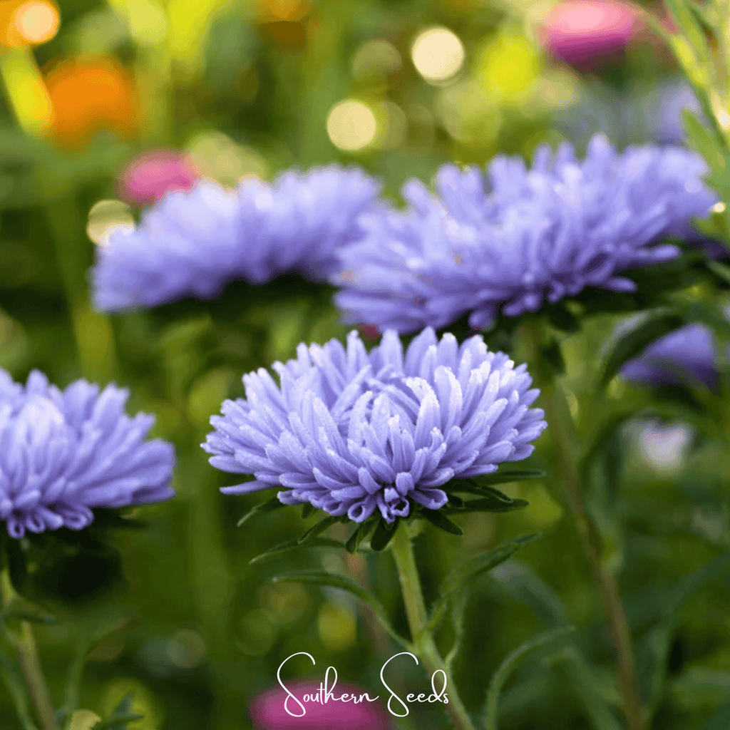 Lavender Gremlin Aster – 50 Seeds | Seeds | Wiccan Center