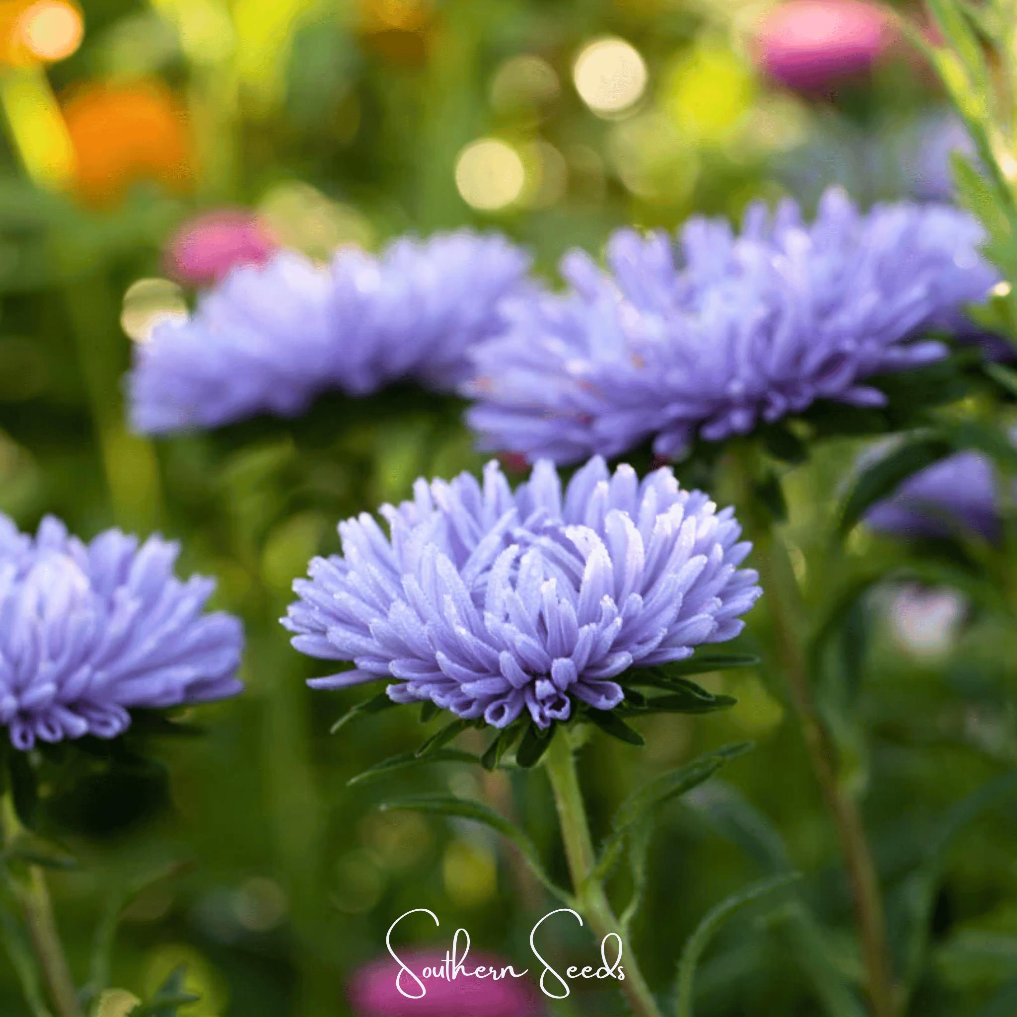 Lavender Gremlin Aster – 50 Seeds | Seeds | Wiccan Center