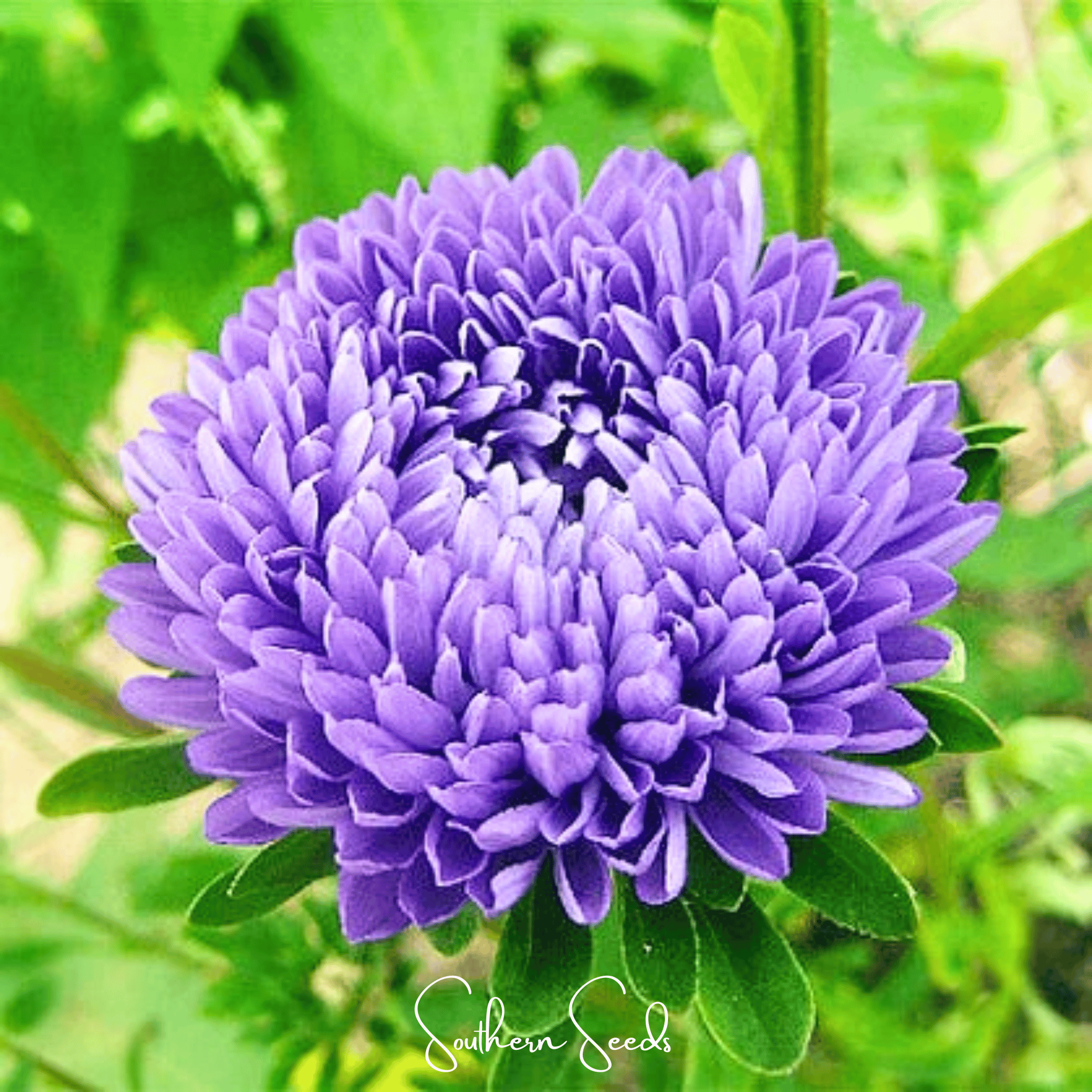 Lavender Gremlin Aster – 50 Seeds | Seeds | Wiccan Center