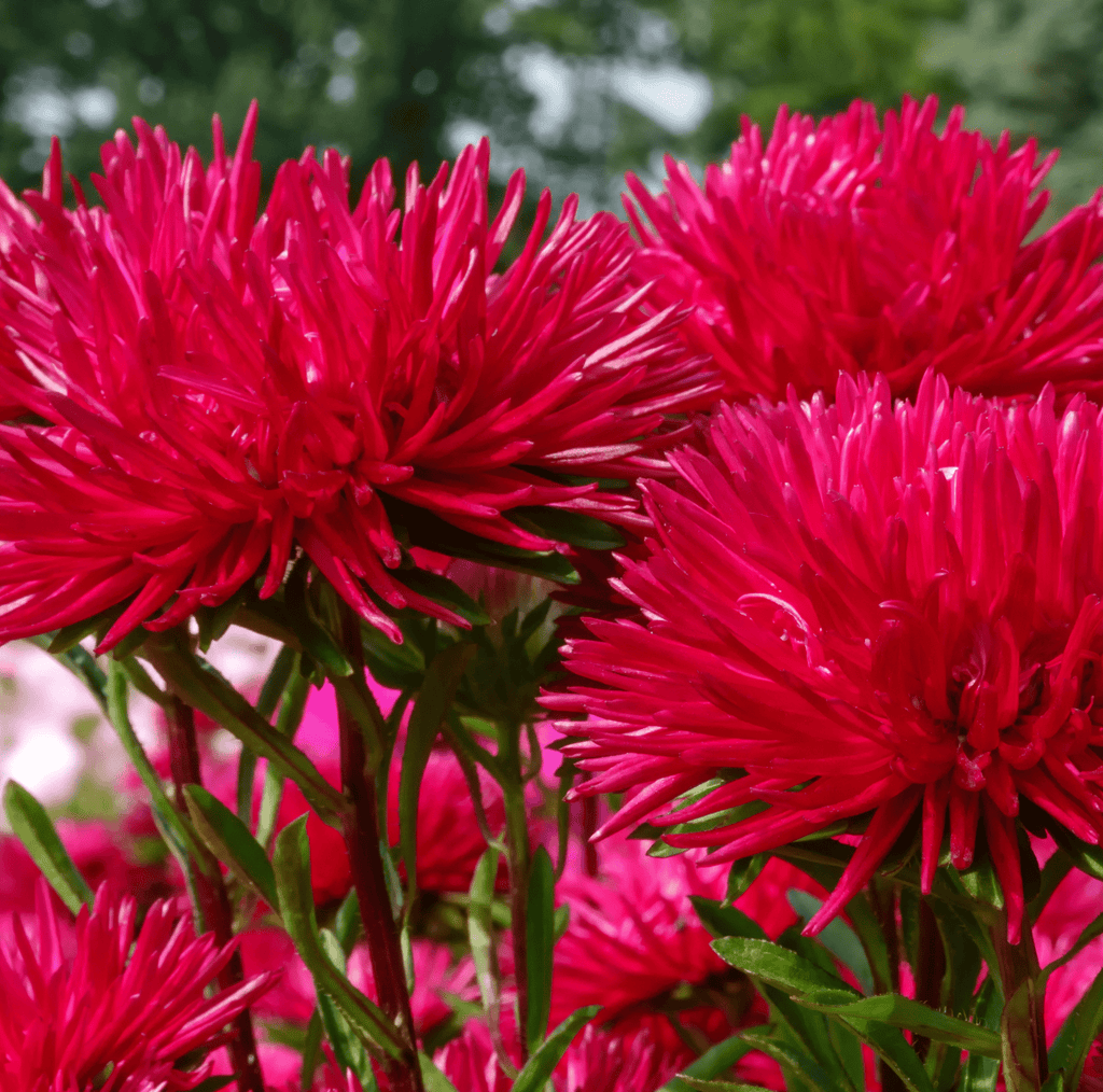 Red Gremlin Aster – 50 Seeds | Seeds | Wiccan Center