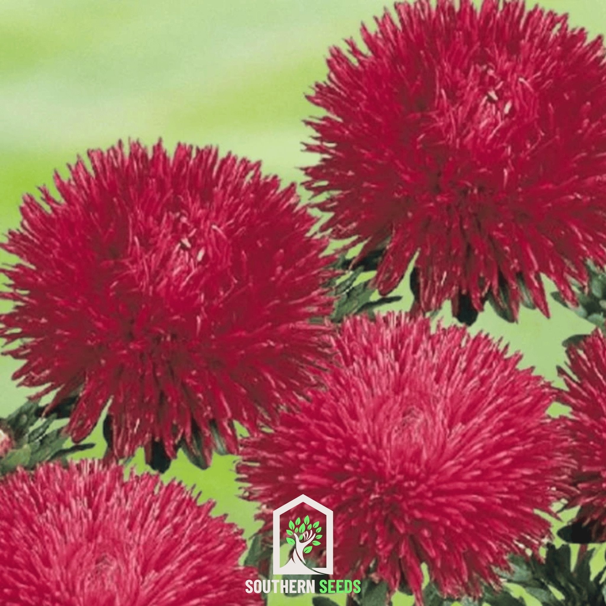 Red Gremlin Aster – 50 Seeds | Seeds | Wiccan Center
