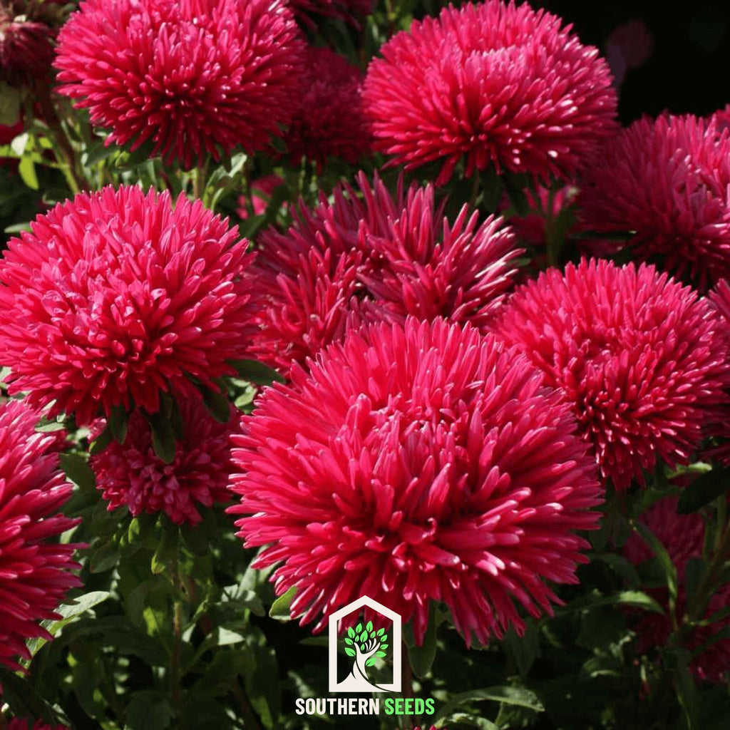Red Gremlin Aster – 50 Seeds | Seeds | Wiccan Center