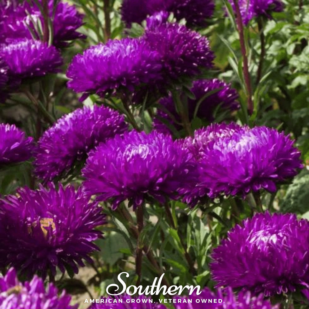 Violet Gremlin Aster – 50 Seeds | Seeds | Wiccan Center