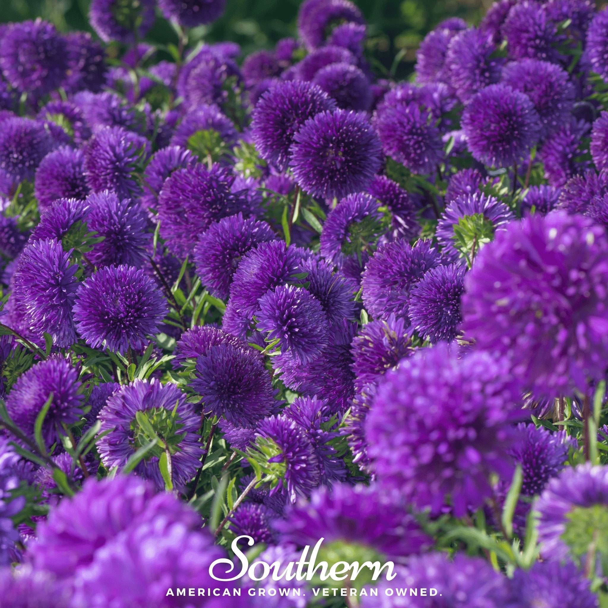 Violet Gremlin Aster – 50 Seeds | Seeds | Wiccan Center