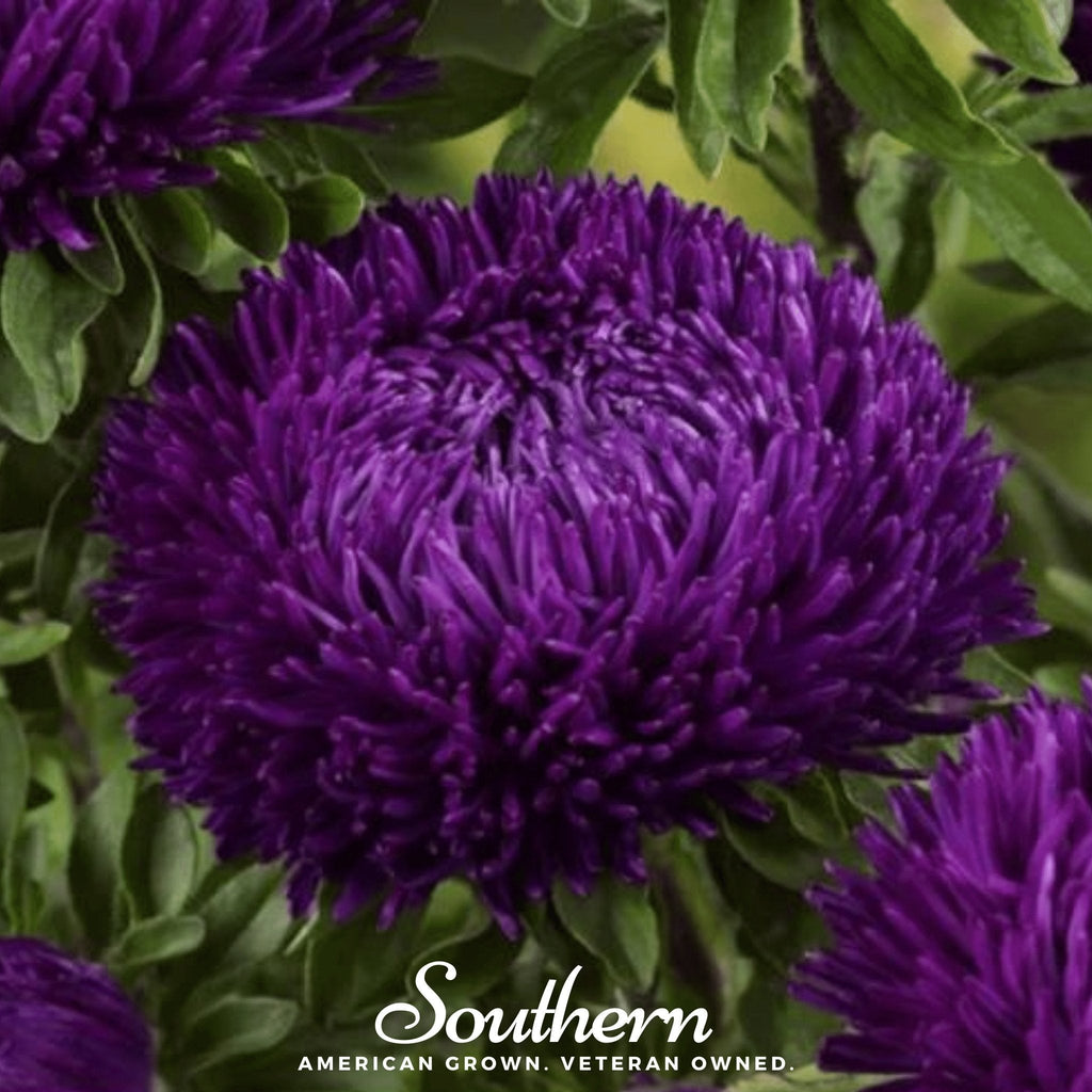 Violet Gremlin Aster – 50 Seeds | Seeds | Wiccan Center
