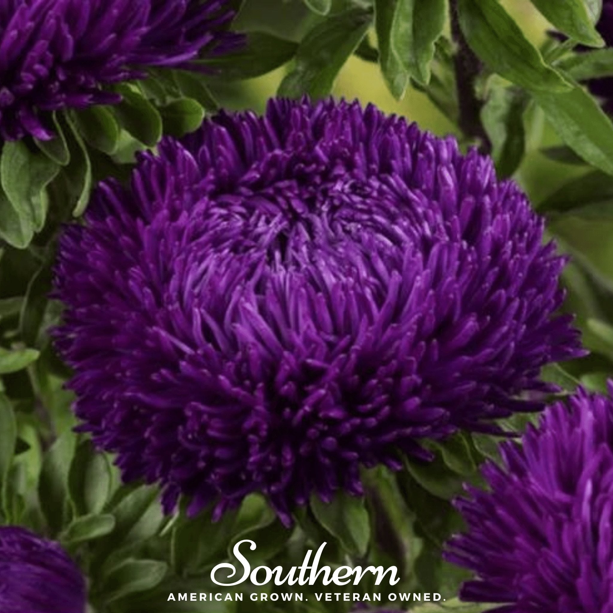 Violet Gremlin Aster – 50 Seeds | Seeds | Wiccan Center