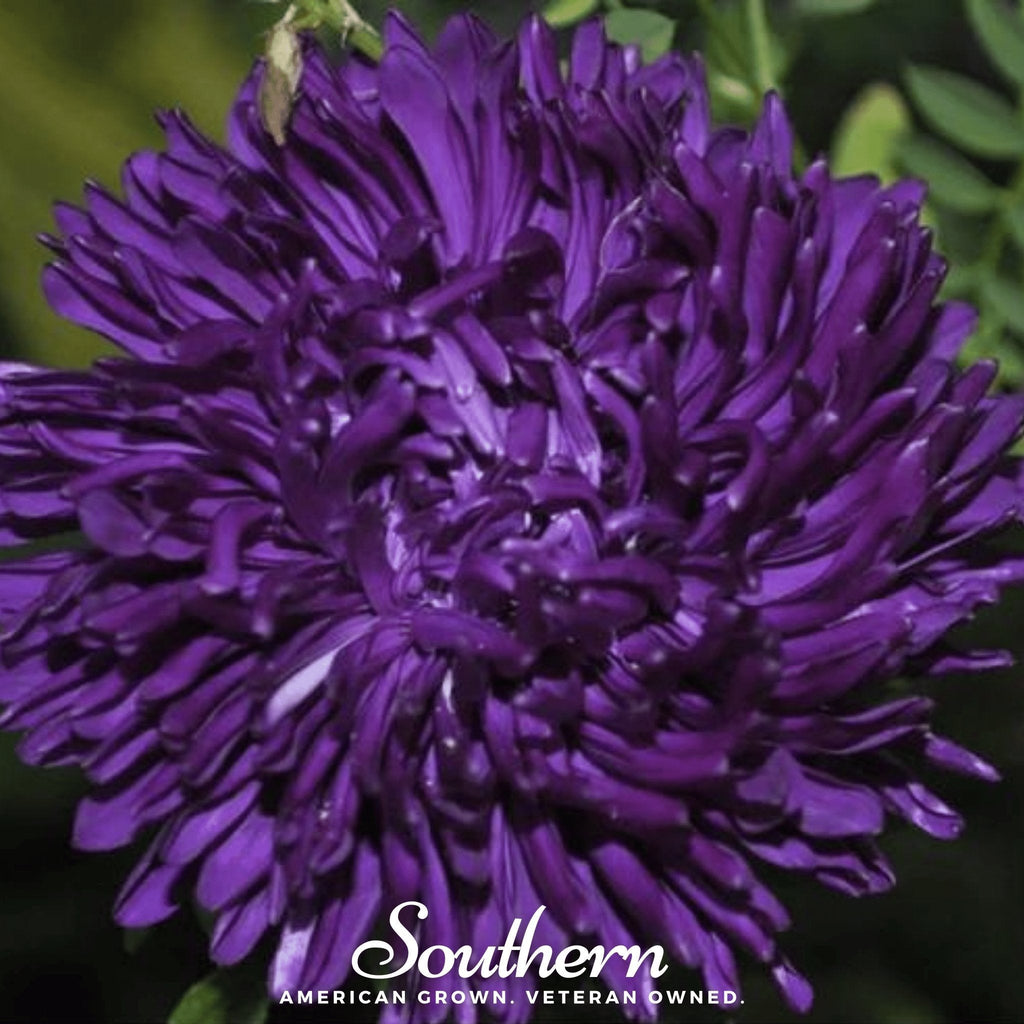 Violet Gremlin Aster – 50 Seeds | Seeds | Wiccan Center