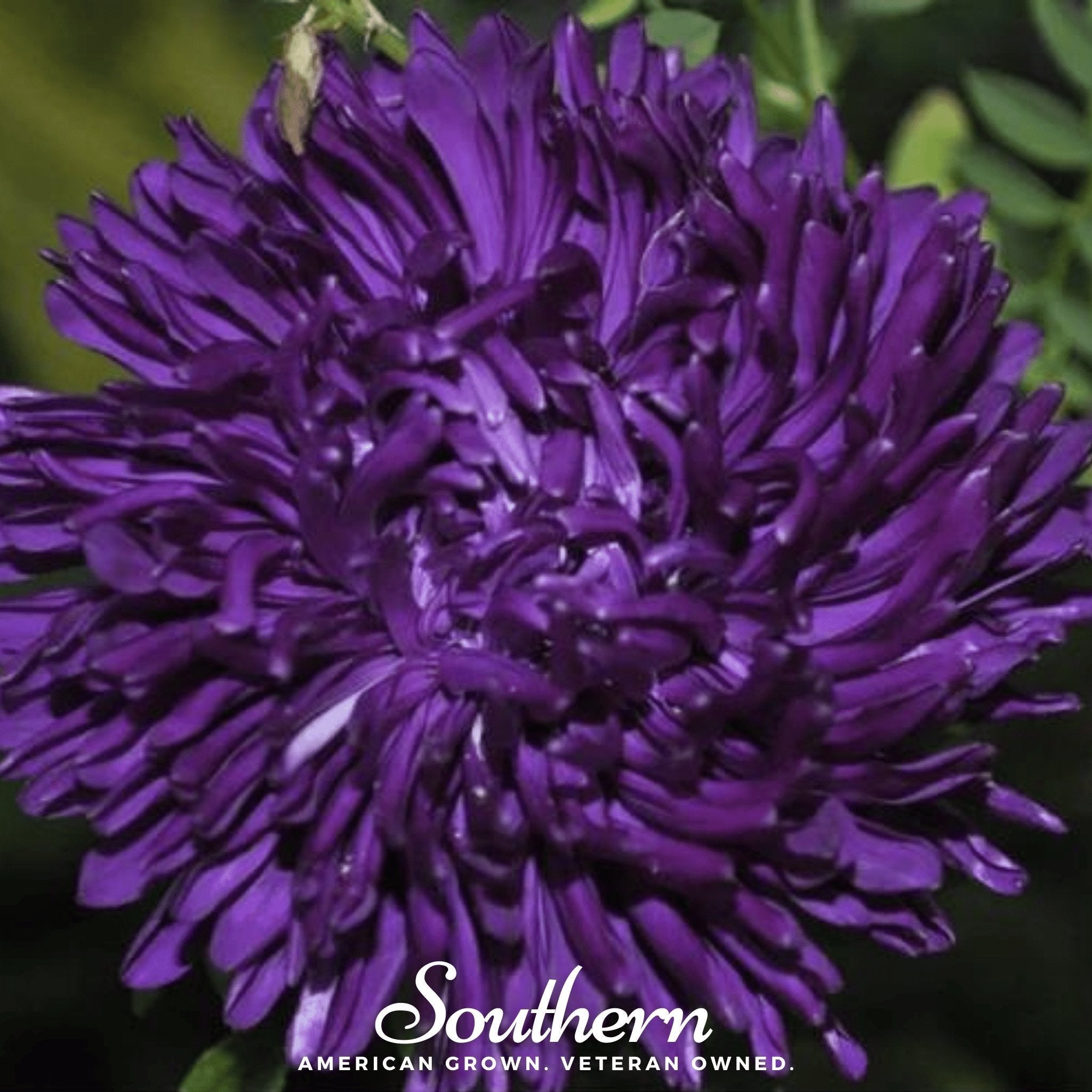 Violet Gremlin Aster – 50 Seeds | Seeds | Wiccan Center