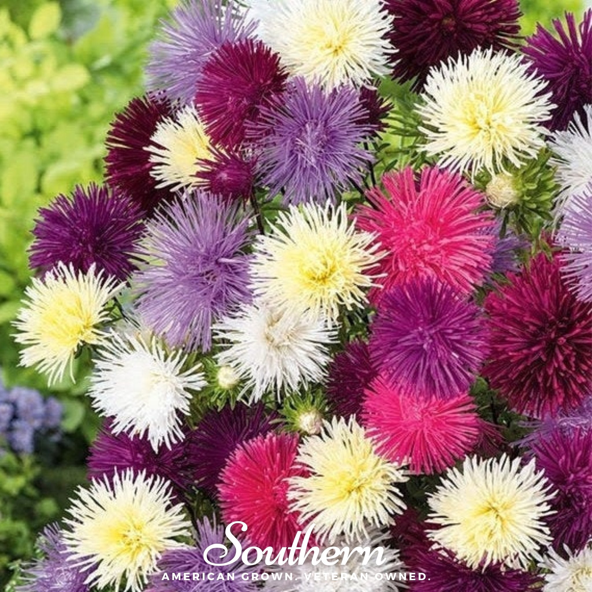 Needle Mix Aster – 50 Seeds | | Wiccan Center