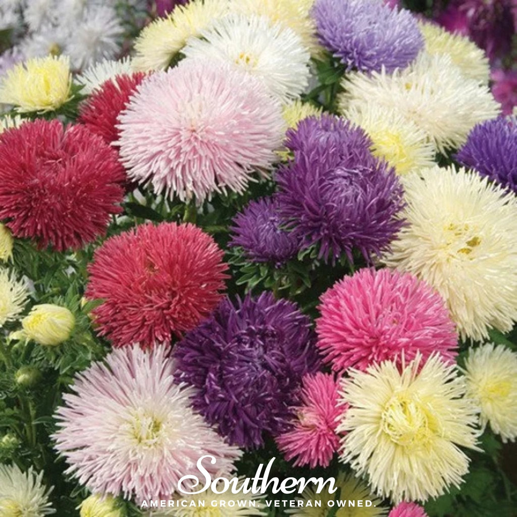 Needle Mix Aster – 50 Seeds | | Wiccan Center