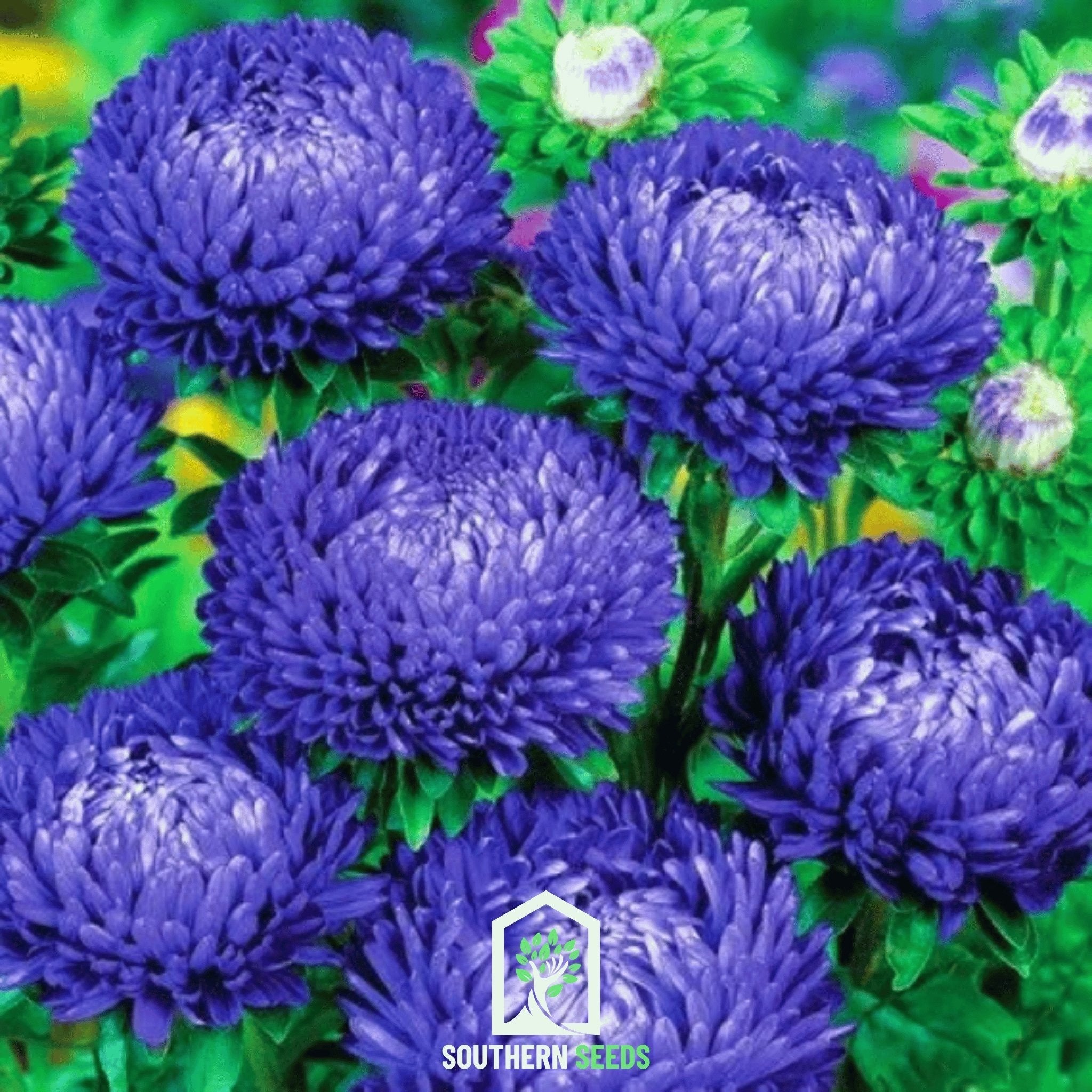 Dark Blue Paeony Duchess Aster – 50 Seeds | Seeds | Wiccan Center