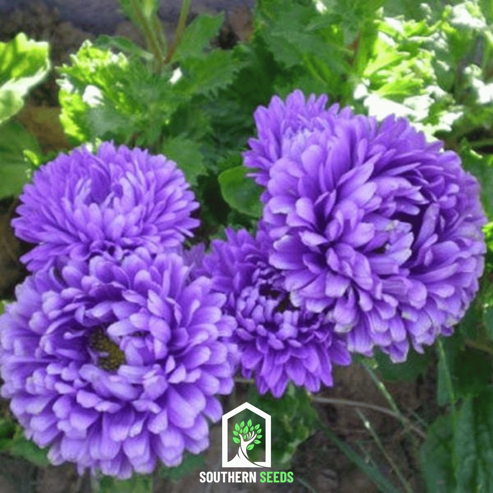 Dark Blue Paeony Duchess Aster – 50 Seeds | Seeds | Wiccan Center
