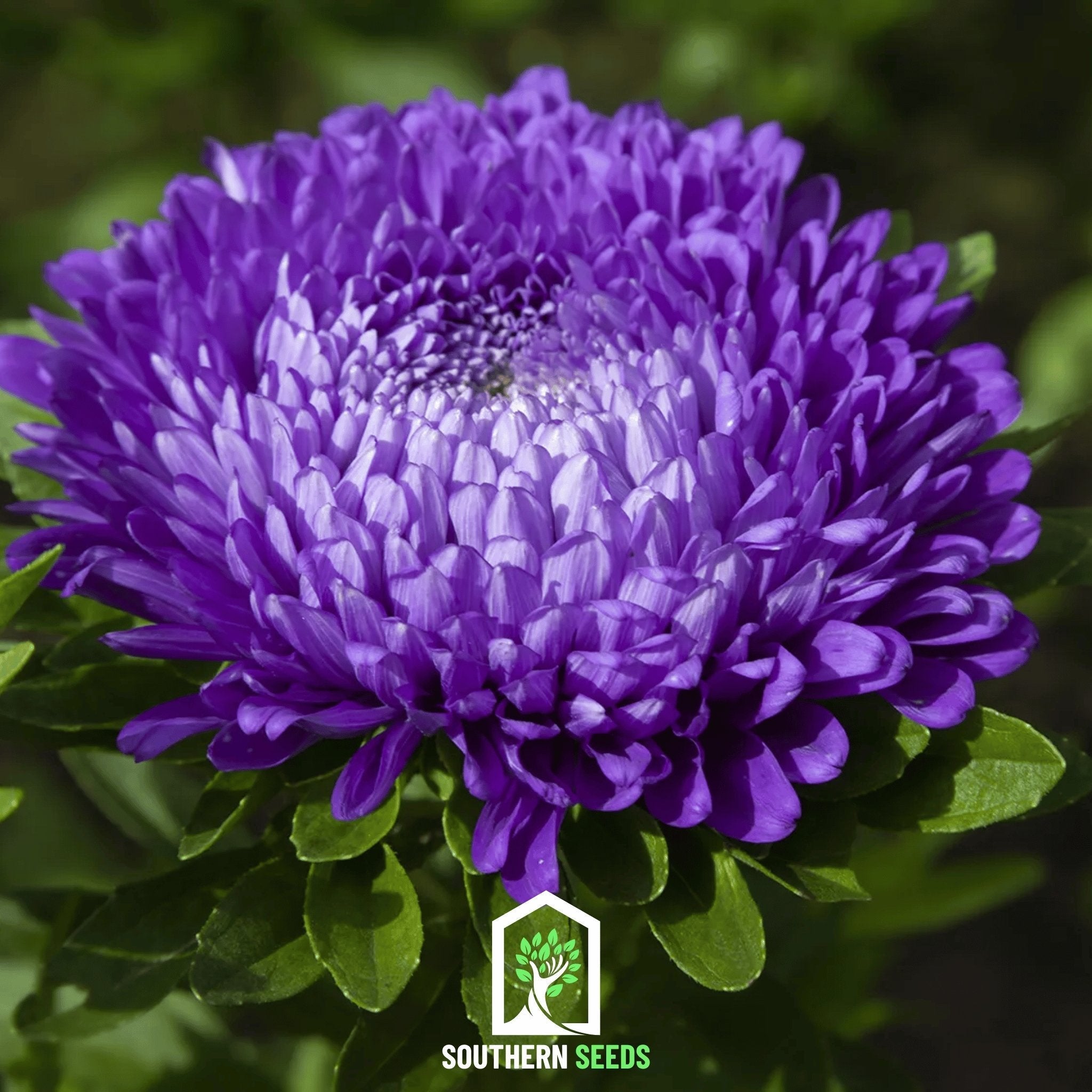 Dark Blue Paeony Duchess Aster – 50 Seeds | Seeds | Wiccan Center