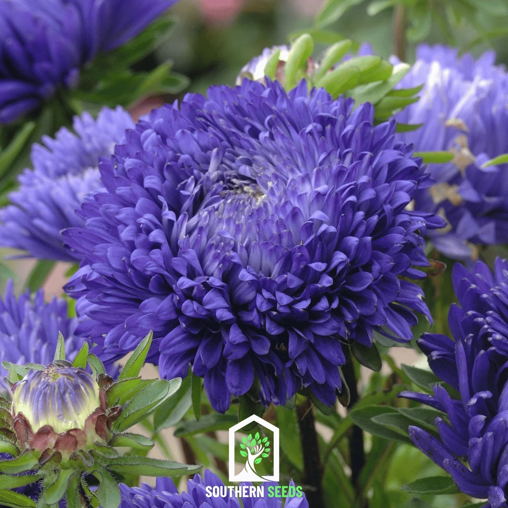 Dark Blue Paeony Duchess Aster – 50 Seeds | Seeds | Wiccan Center