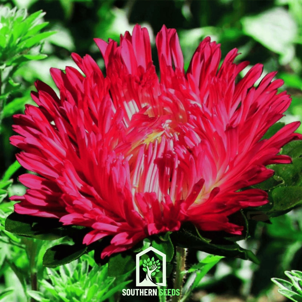 Scarlet Paeony Duchess Aster – 50 Seeds | Seeds | Wiccan Center