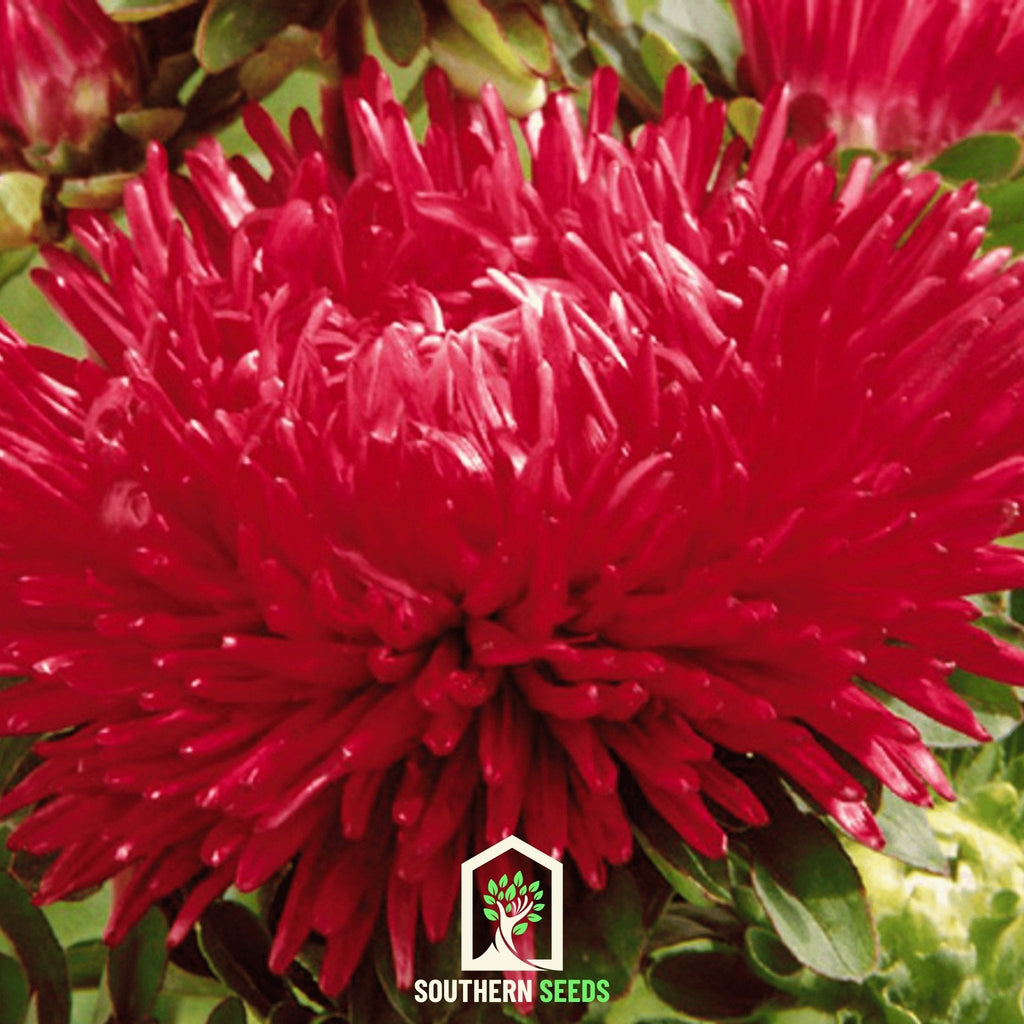 Scarlet Paeony Duchess Aster – 50 Seeds | Seeds | Wiccan Center