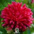 Scarlet Paeony Duchess Aster – 50 Seeds | Seeds | Wiccan Center