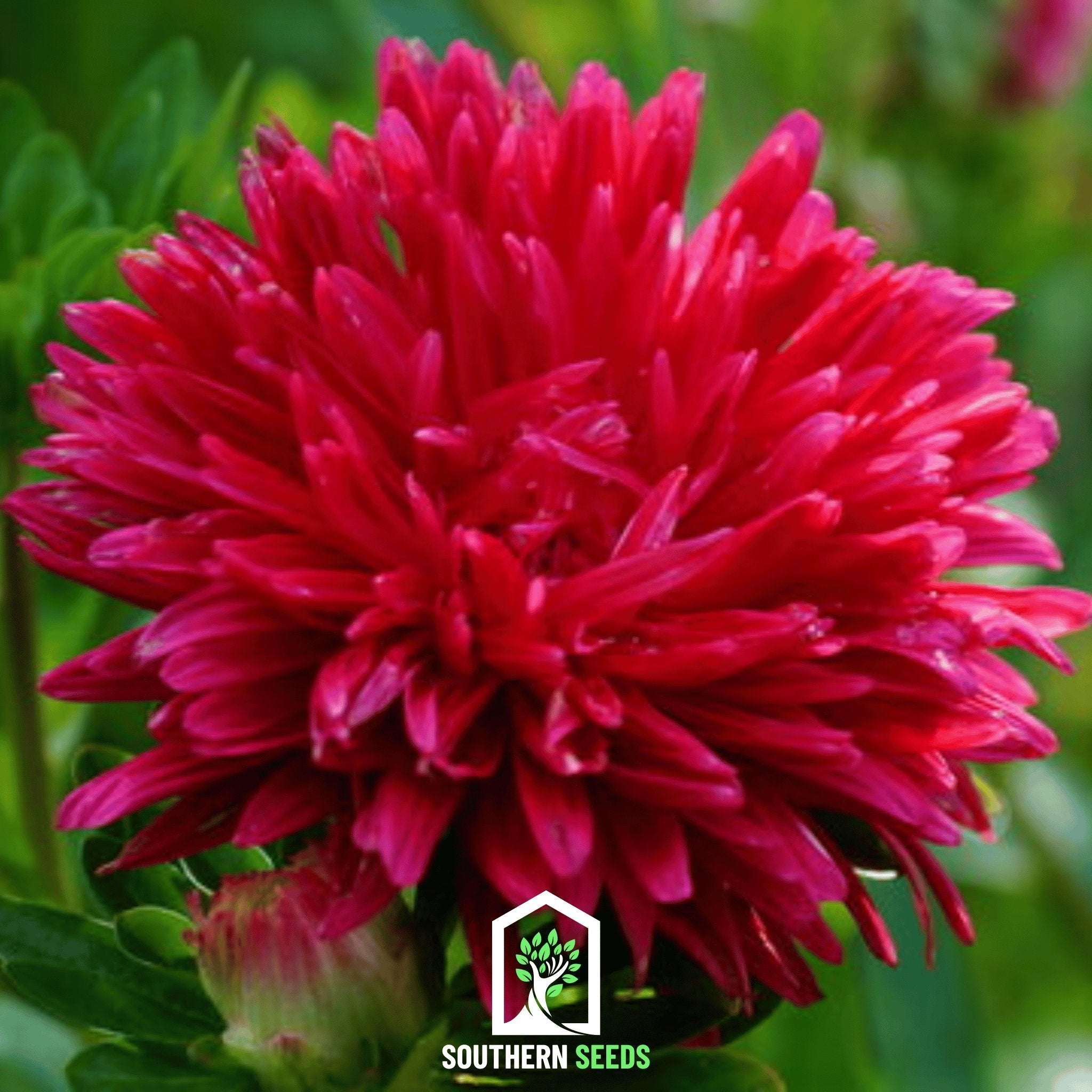 Scarlet Paeony Duchess Aster – 50 Seeds | Seeds | Wiccan Center